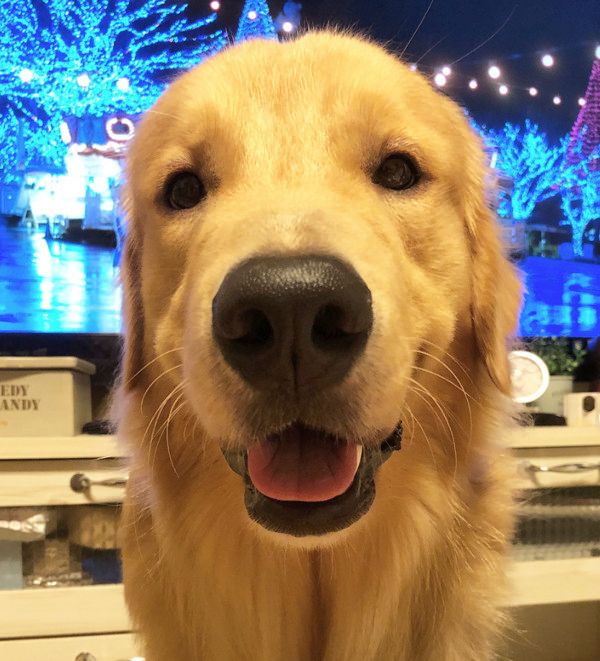 無防備な姿で寝る犬