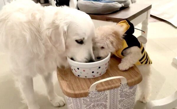 一緒にお水を飲むむうさんとめるくん