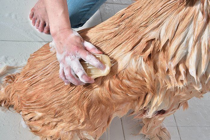 犬のシャンプー