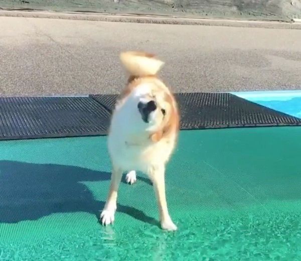 水浴びをする柴犬