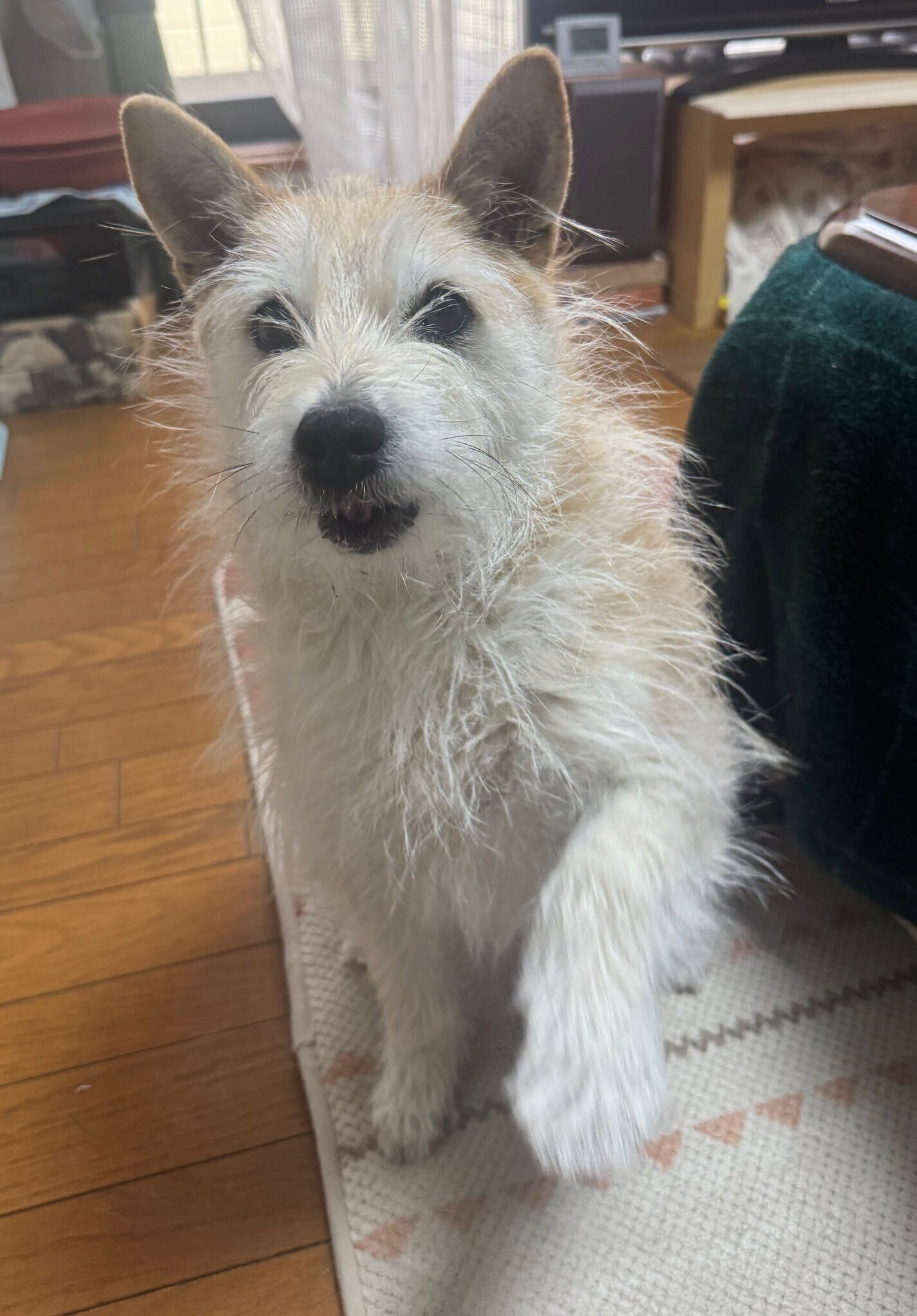 「おやつください」とおねだりするマロちゃん