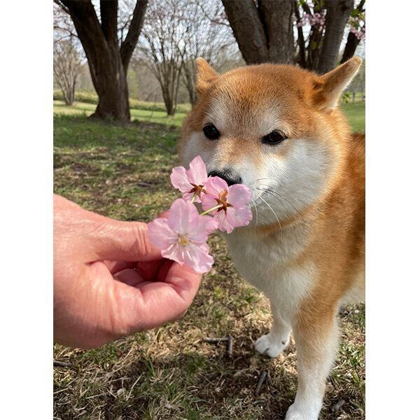 お花を見るハルちゃん