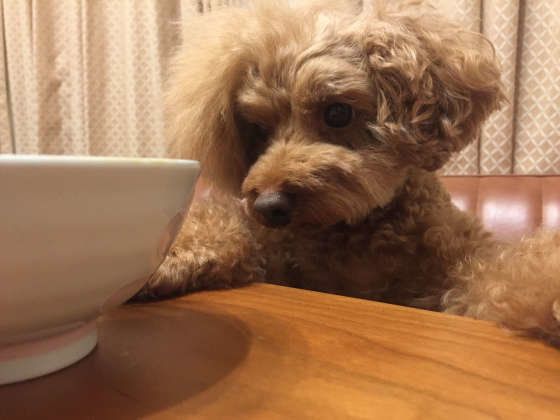 じーっと見つめるトイ・プードルのジャスちゃん