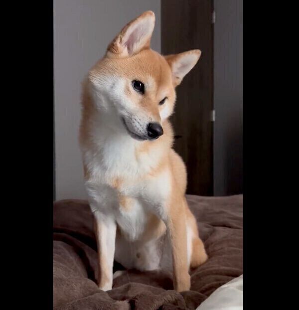 あくびをすると見せかけて歌うような鳴き方をするたびくん