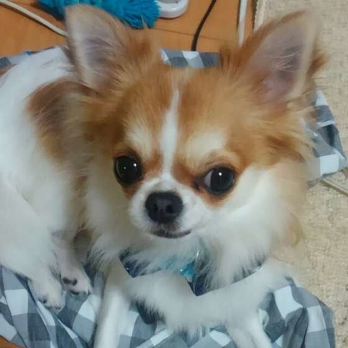 愛犬からの意外なloveサイン 服の上で寝る くつろぐ犬たち いぬのきもちweb Magazine