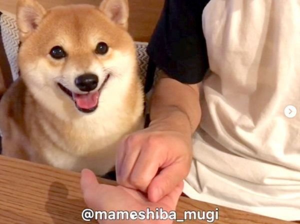 三角関係に発展 ママがパパに お手 と言ったときの豆柴の反応が激かわ いぬのきもちweb Magazine 三角関係に発展 ママがパパに お手 と言ったときの豆柴の反応が激かわ いぬのきもちweb Magazine