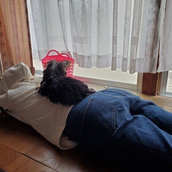 ヨークシャー・テリア