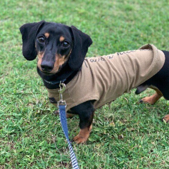 ミニチュア・ダックスフンドの防人ちゃん