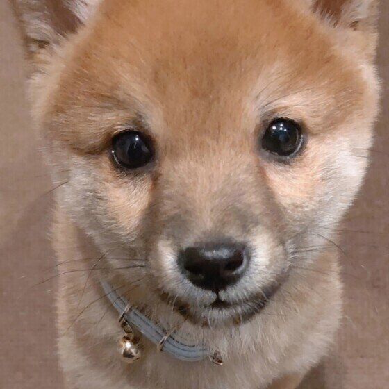 犬を迎える前に相談できる場所がある？ 「飼う前相談」のメリット いぬのきもち