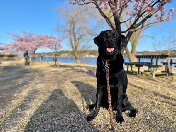 お散歩を楽しむエマちゃん