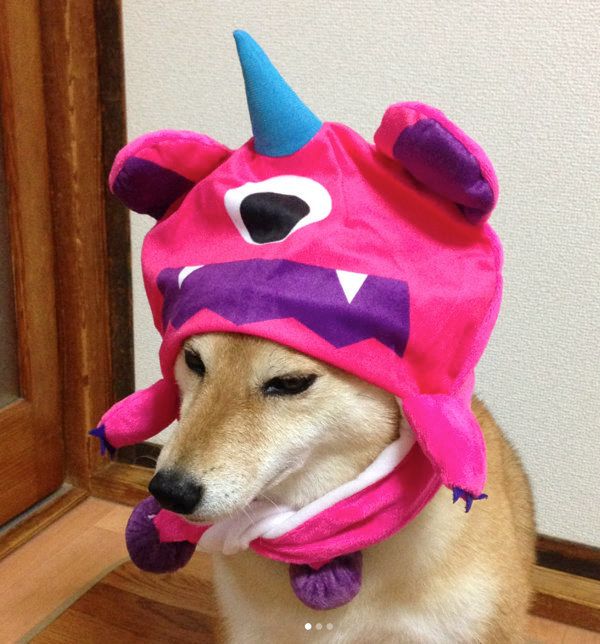 被り物をかぶる柴犬