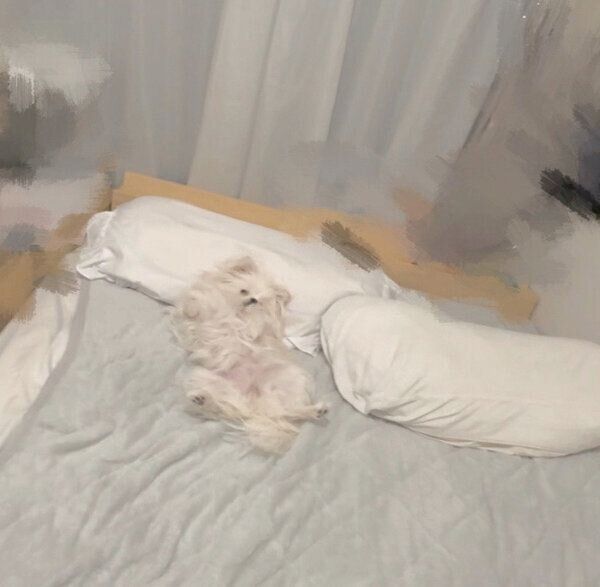 枕を使って眠るかわいーぬちゃん