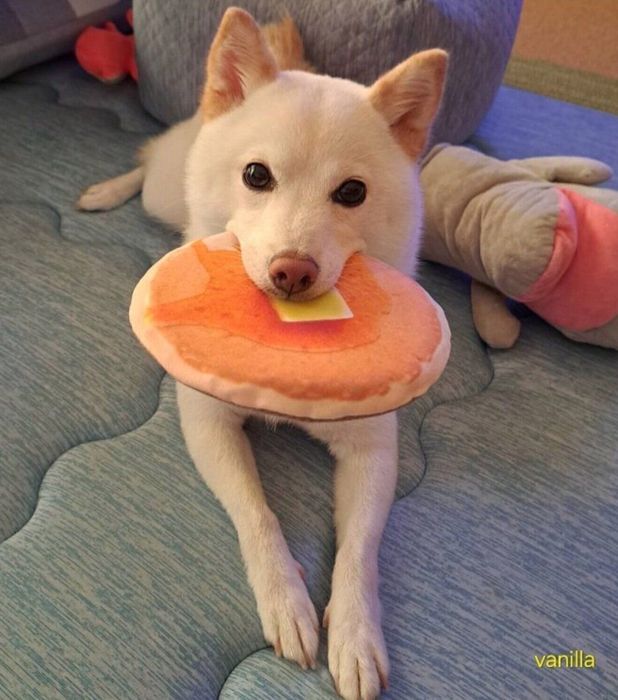 おもちゃをくわえるバニラちゃん