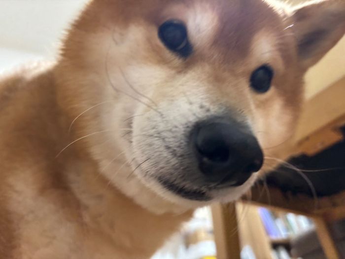 飼い主さんの顔をのぞき込むこたろうくん