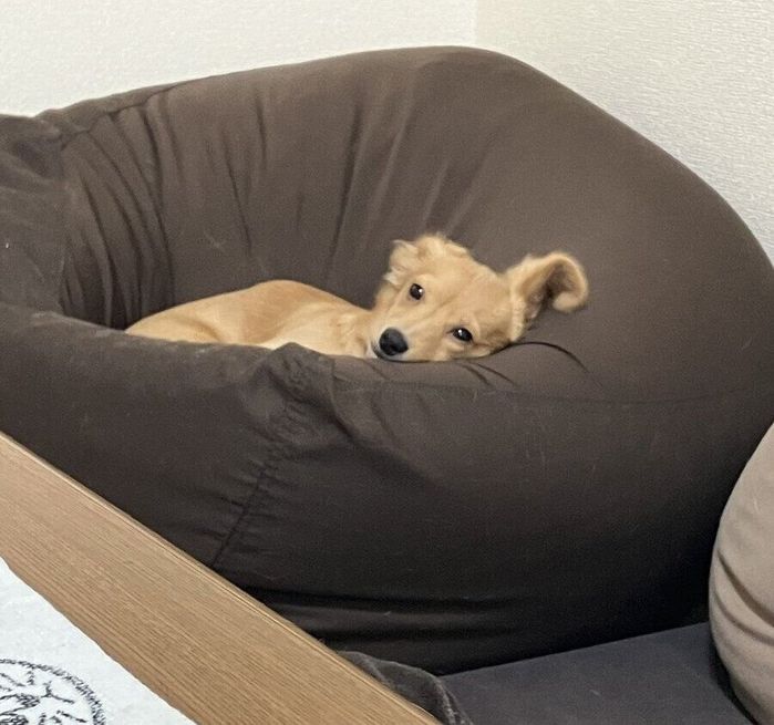 寝ていると思ったら起きていたぽてとくん
