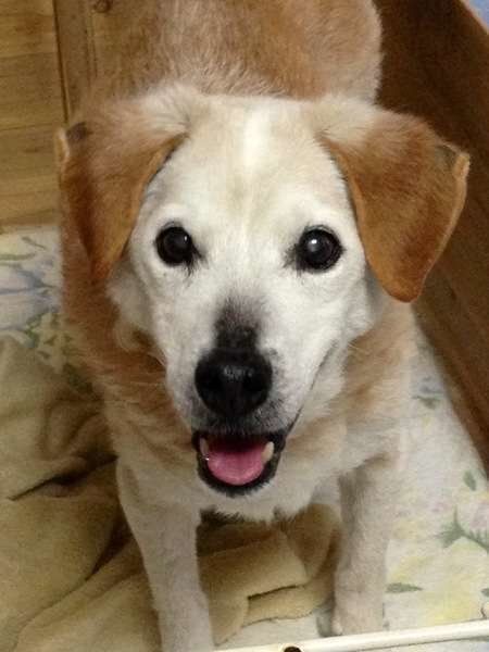 犬の介護で実践できる排泄ケアのポイント