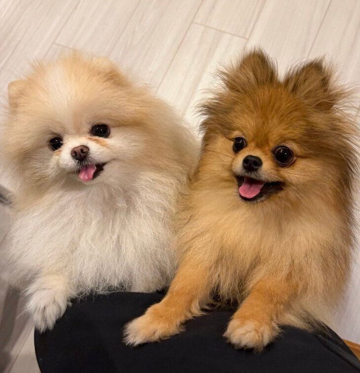 さつまいもに目を輝かせるルルちゃん、ララちゃん