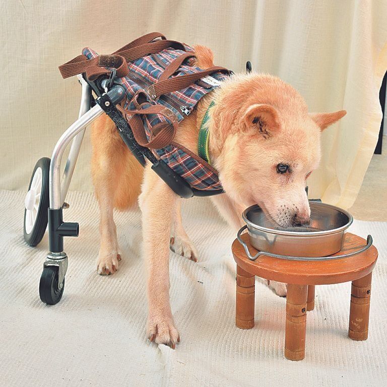 できるだけ立った姿勢で食べさせる