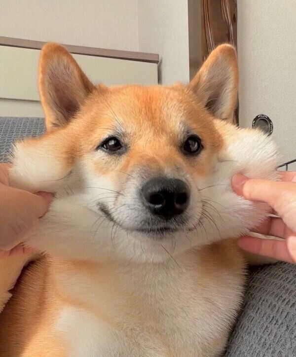 ほっぺがモチモチなふう太くん