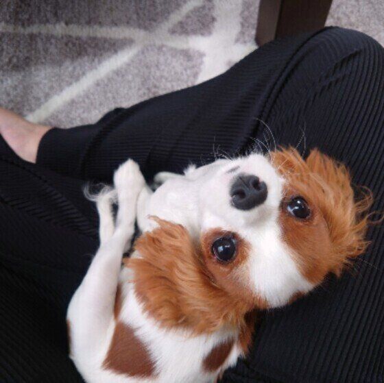 見上げるキャバリア・キング・チャールズ・スパニエル