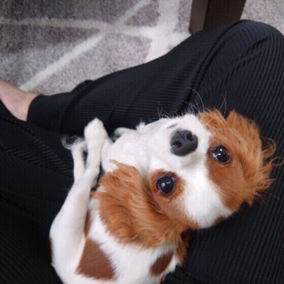 犬も 仮病 を使うことがある 本当に不調かどうかの見極め方は 獣医師解説 いぬのきもちweb Magazine 犬も 仮病 を使うことがある 本当に不調かどうかの見極め方は 獣医師解説 いぬのきもちweb Magazine