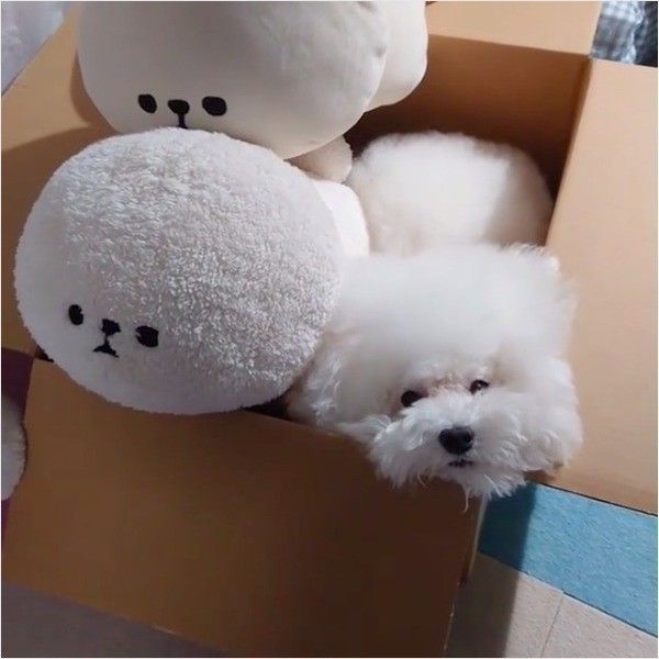 ダンボール大好きワンコ