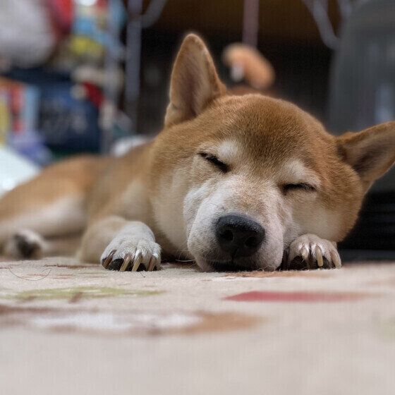 柴犬のウミくん