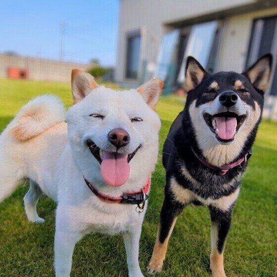 夏に注意したい犬の病気5つと注意点 暑さ対策と病気の予防を忘れずに！ いぬのきもち