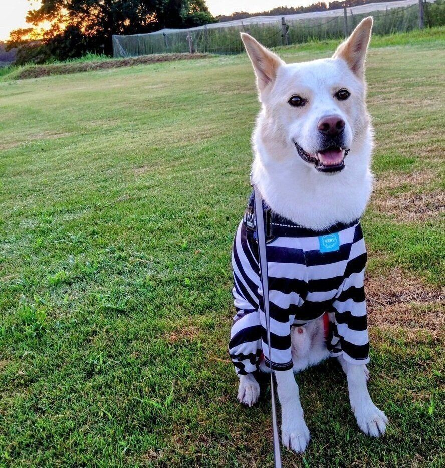 お友だちと遊んだ朝のトロワくん