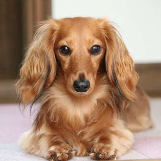 ダックスフンド