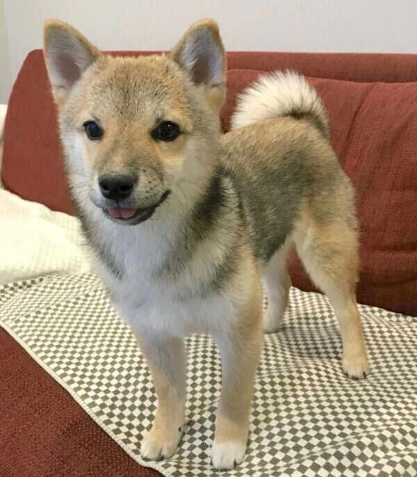 見つめることねちゃん