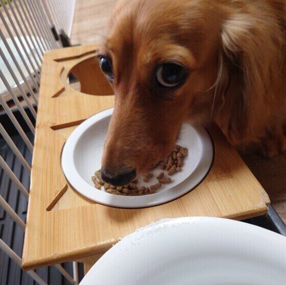 ミニチュア・ダックスフンドのリンちゃん