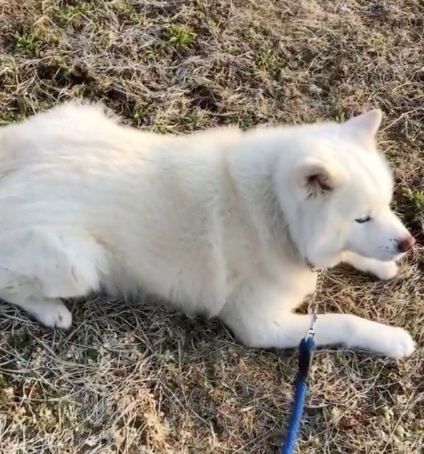 お散歩中にストライキを起こす秋田犬