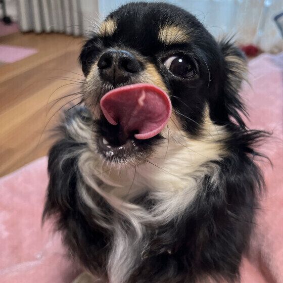 チワワのエリーちゃん