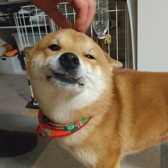 犬が甘えているときの仕草 表情や行動から犬の気持ちを知ろう いぬのきもち