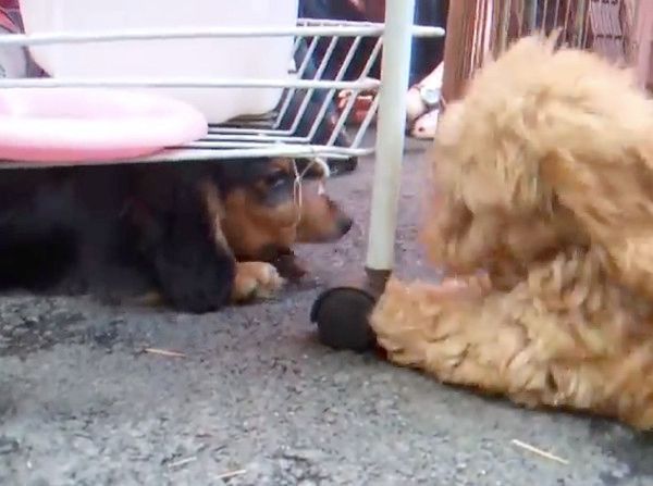 ケンカする子犬