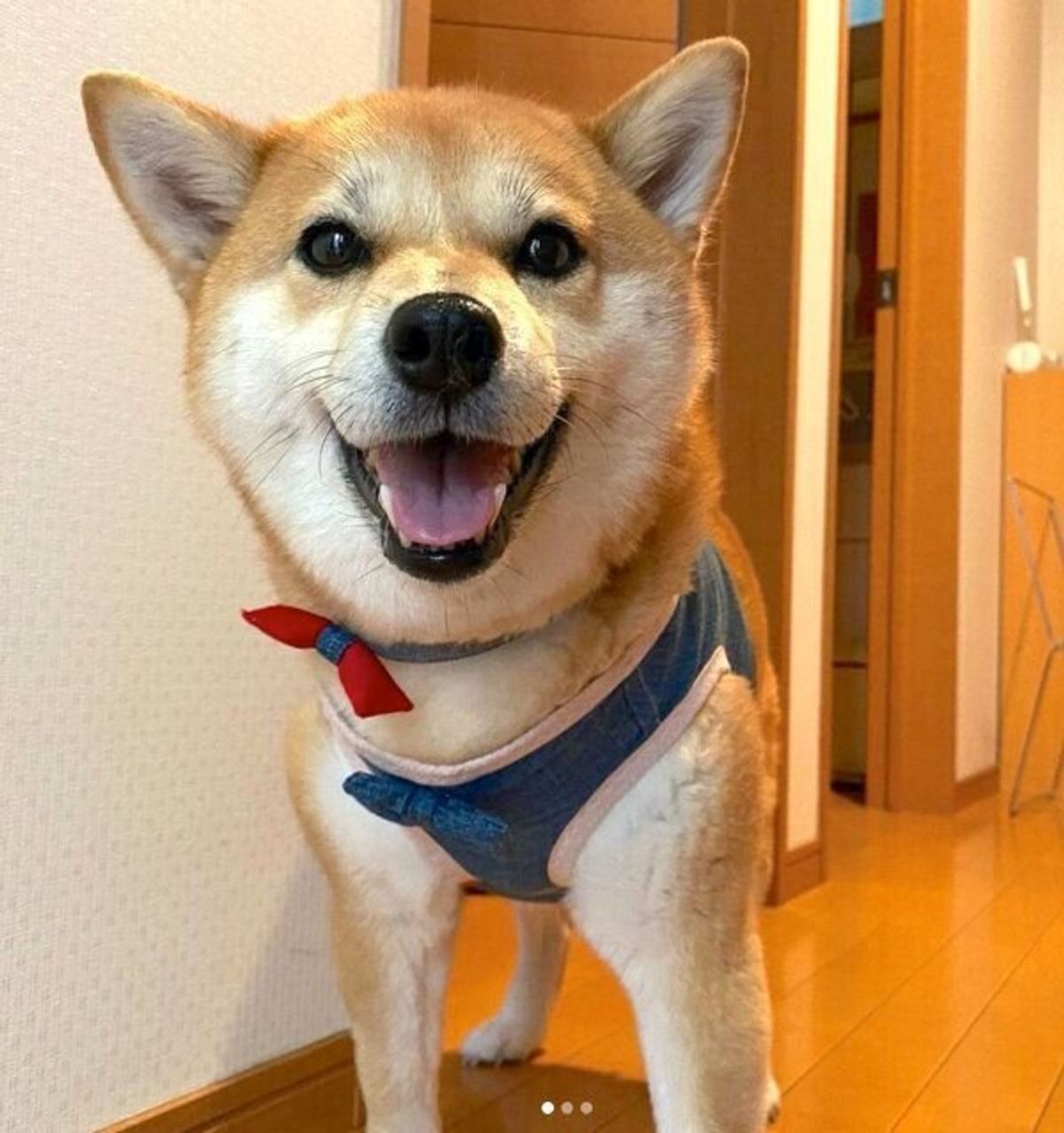 偶然訪れた保護犬カフェで出会った元繁殖犬の柴犬 家族になり たくさんの嬉しい変化が見られた いぬのきもちweb Magazine 偶然訪れた保護犬カフェで出会った元繁殖犬の柴犬 家族になり たくさんの嬉しい変化が見られた いぬのきもちweb Magazine