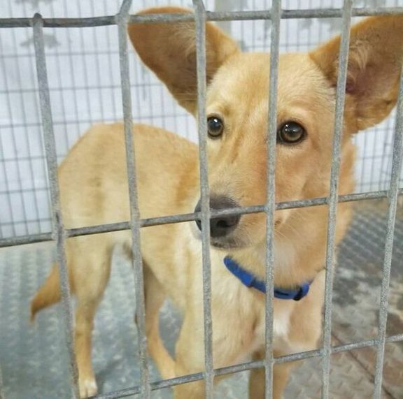 ケージに入るおこめちゃん