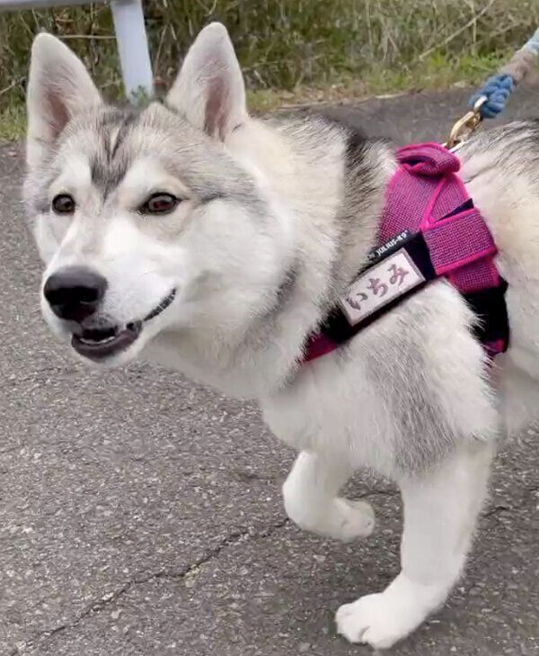 お散歩をするいちみちゃん