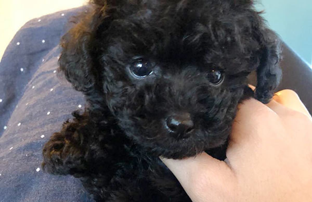 そんなものまで 飼い主さんたちに聞いた 愛犬が誤食したもの に驚愕 いぬのきもちweb Magazine そんなものまで 飼い主さんたちに聞いた 愛犬が誤食したもの に驚愕 いぬのきもちweb Magazine