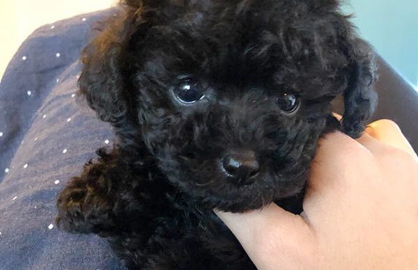 見つめるトイ・プードル