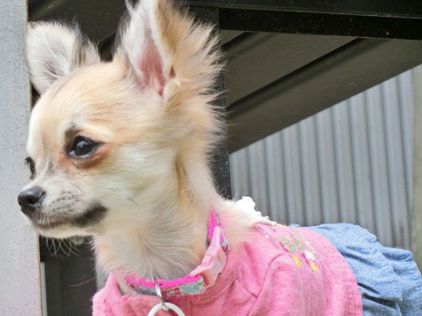 見つめるチワワ