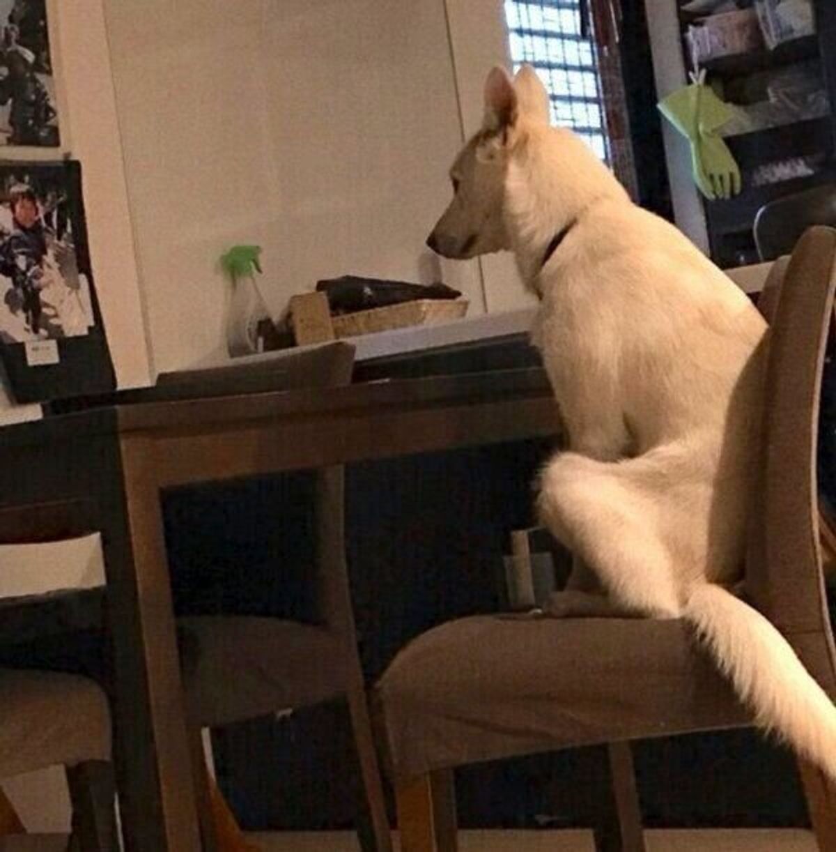 子犬の頃に保健所にいた過去も 朝5時から朝食を待つ 姿が話題になった犬との出会いを 飼い主が語る いぬのきもちweb Magazine 子犬の頃に保健所にいた過去も 朝5時から朝食を待つ 姿が話題になった犬との出会いを 飼い主が語る いぬのきもちweb Magazine