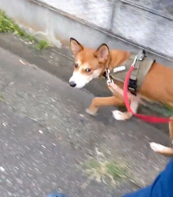 お散歩をするカンタくん