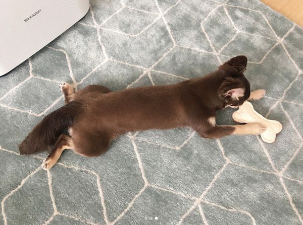 歯磨きをする犬