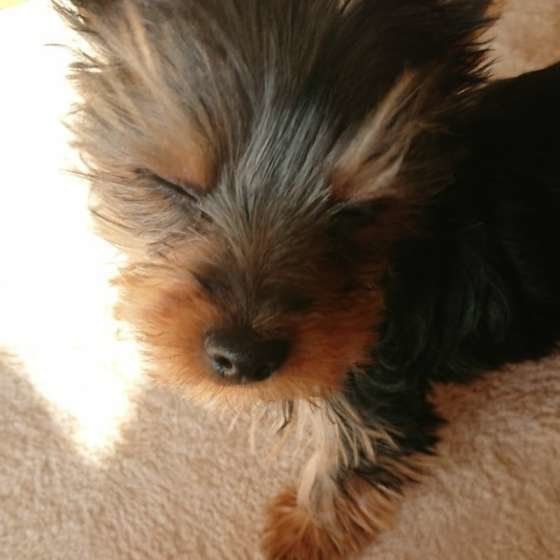 眩しそうなヨークシャー・テリア