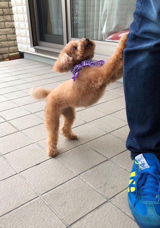 抱っこして欲しそうなトイ・プードル