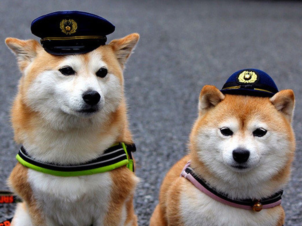 小悪魔こむぎ 1日署長になる 柴犬こむぎの小悪魔日記 いぬのきもちweb Magazine 小悪魔こむぎ 1日署長になる 柴犬こむぎの小悪魔日記 いぬのきもちweb Magazine