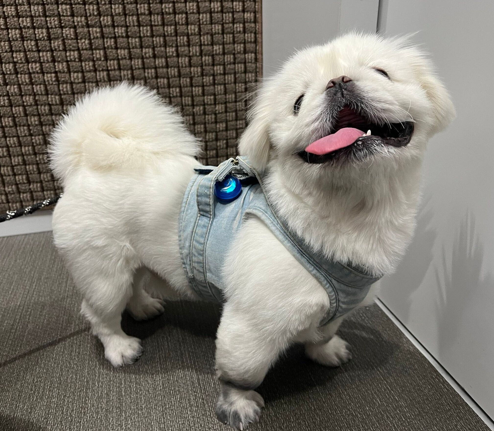 散歩後の楽しそうなしらたまくん