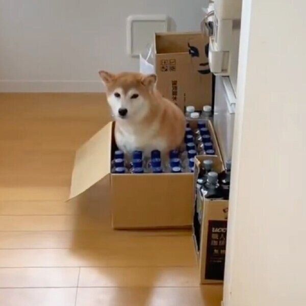 翌日も段ボール箱に入るももちゃん